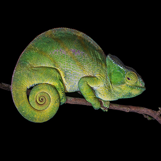 Andasibe - Parson's chameleon